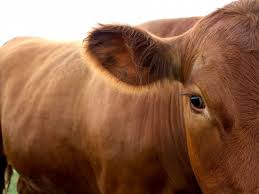 Παύση μετακινήσεων βοοειδών στο εσωτερικό της χώρας λόγω οζώδους δερματίτιδας